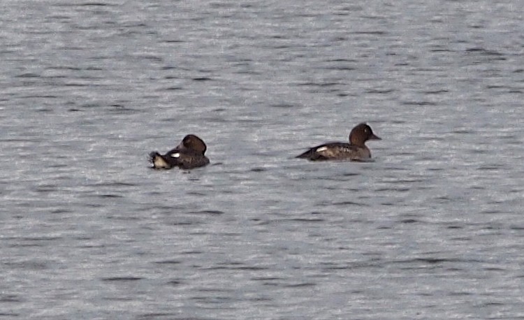 hohol severní - ML647020255