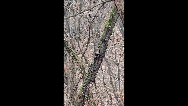 White-backed Woodpecker - ML647020263