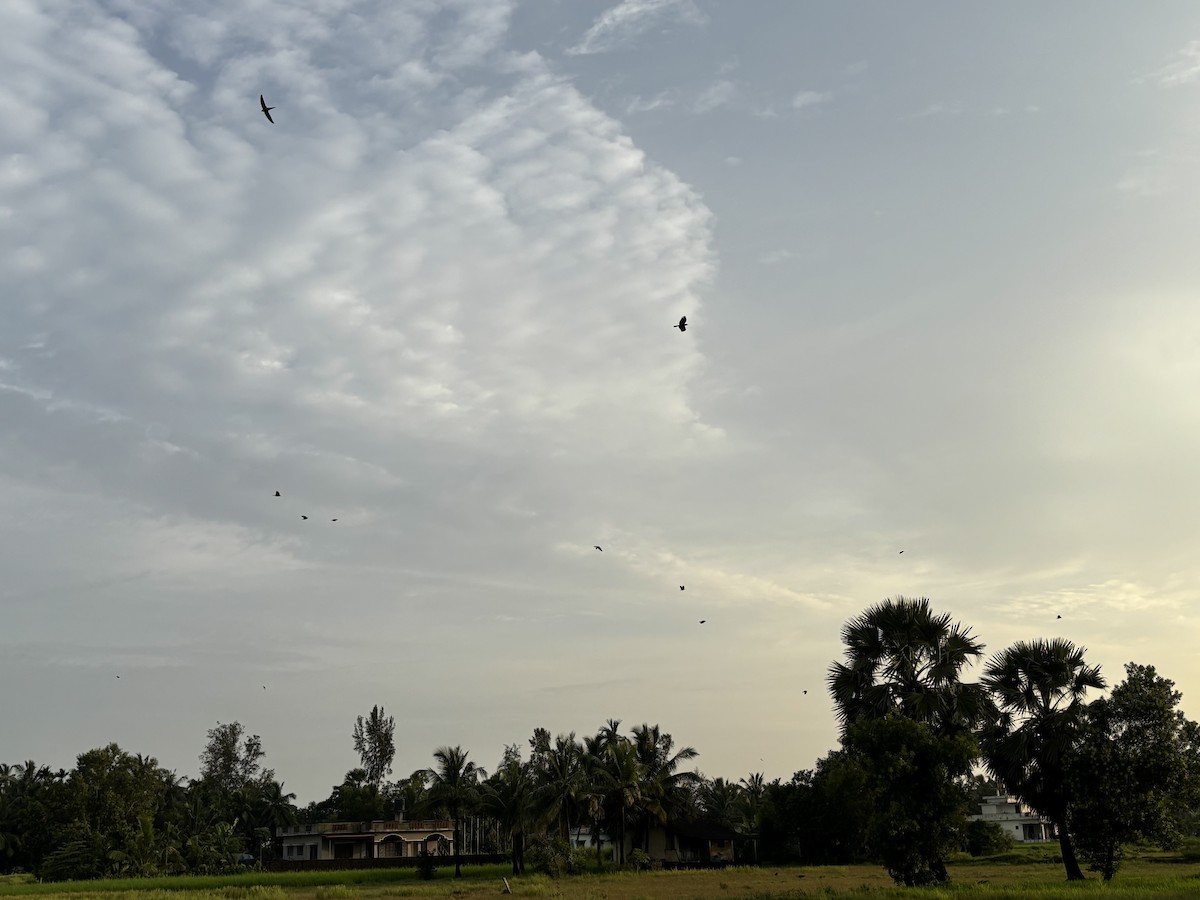 Asian Palm Swift - ML647020266