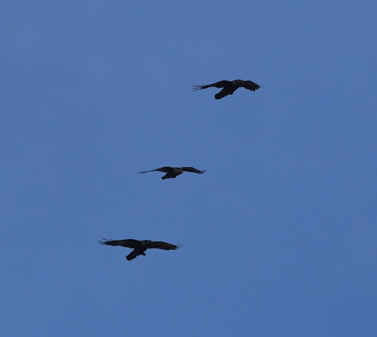 Corvo imperiale - ML647020274