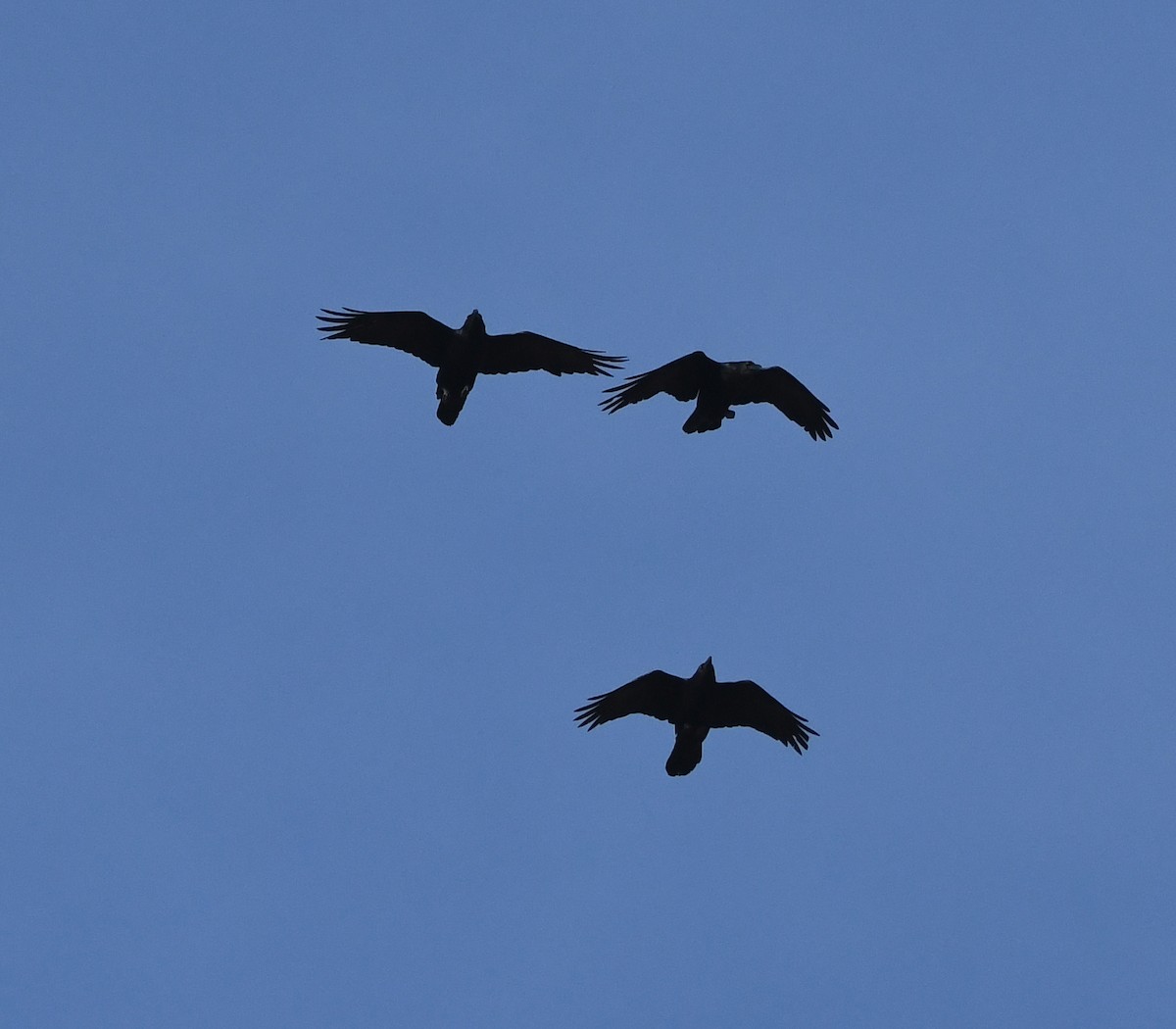 Corvo imperiale - ML647020275