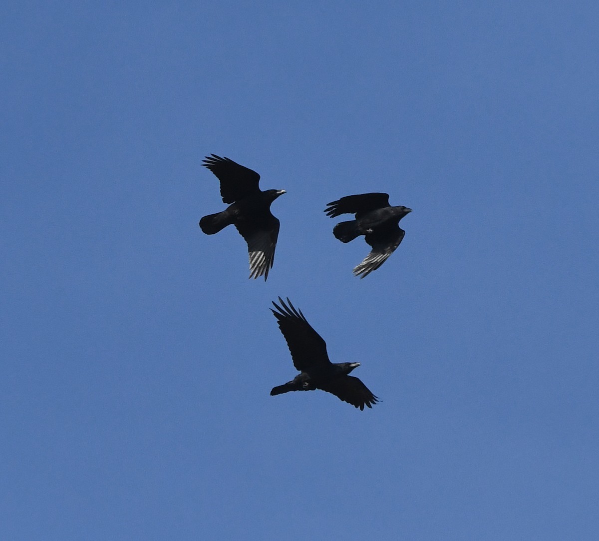 Corvo imperiale - ML647020276