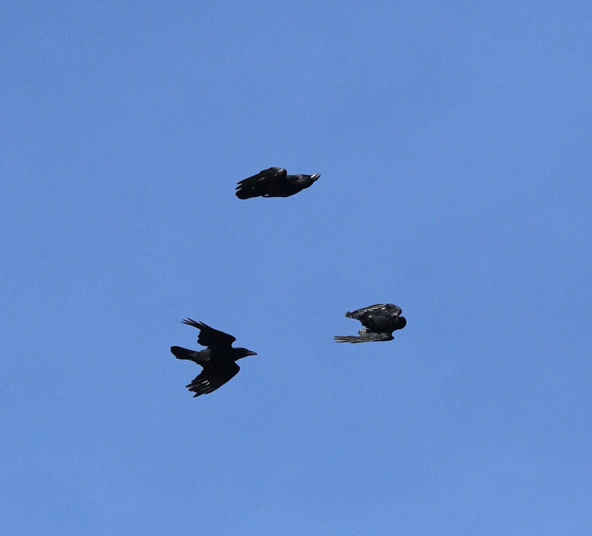 Corvo imperiale - ML647020278