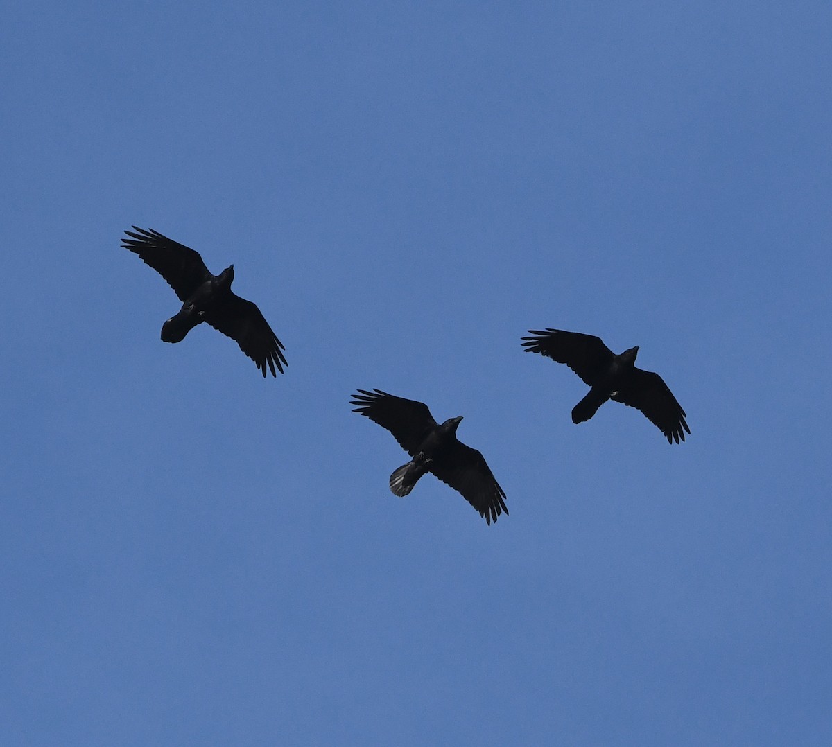 Corvo imperiale - ML647020279