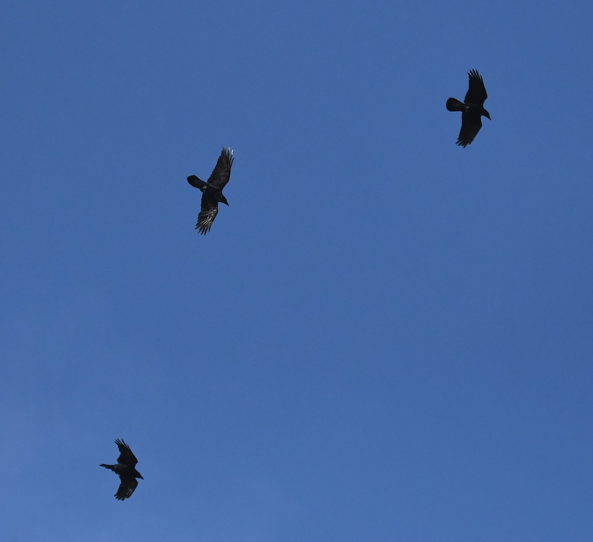 Corvo imperiale - ML647020280