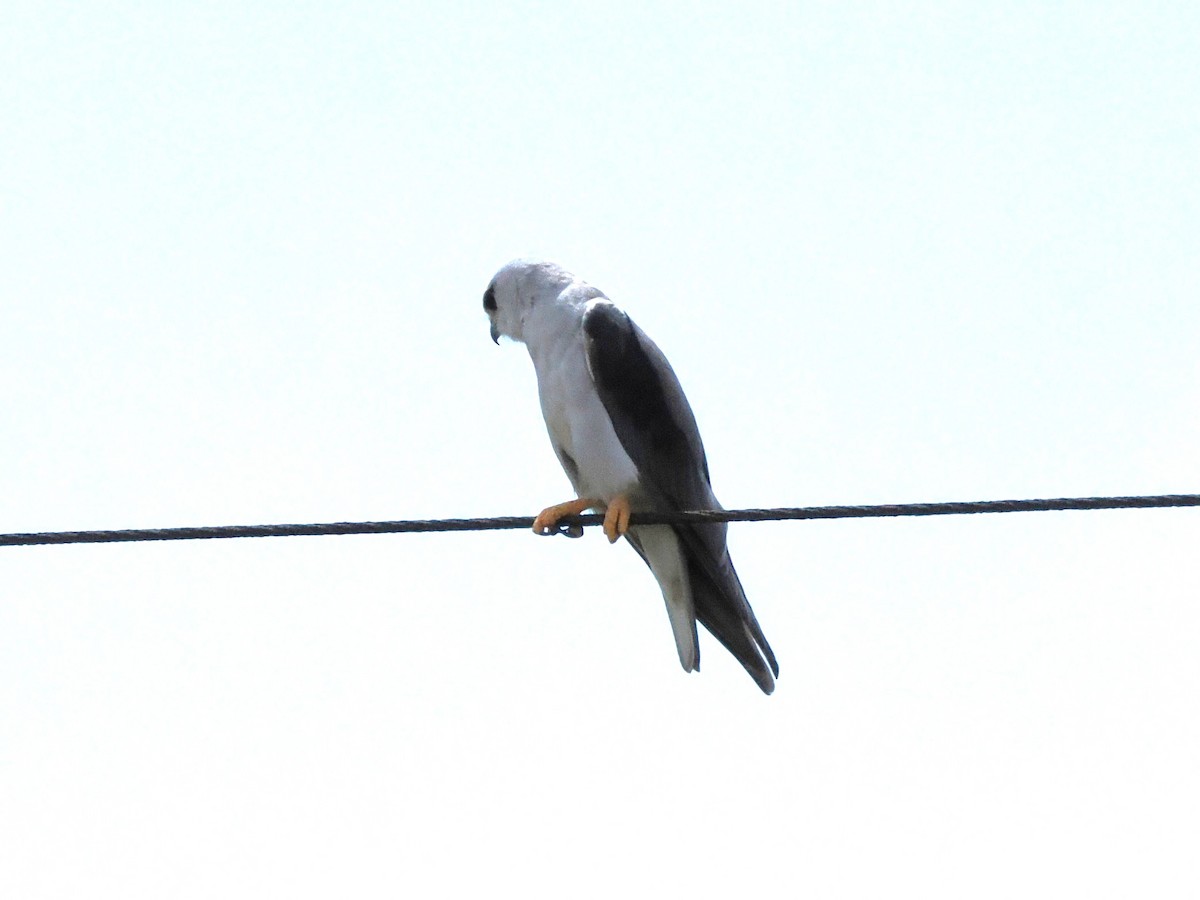Black-winged Kite (African) - ML647020288