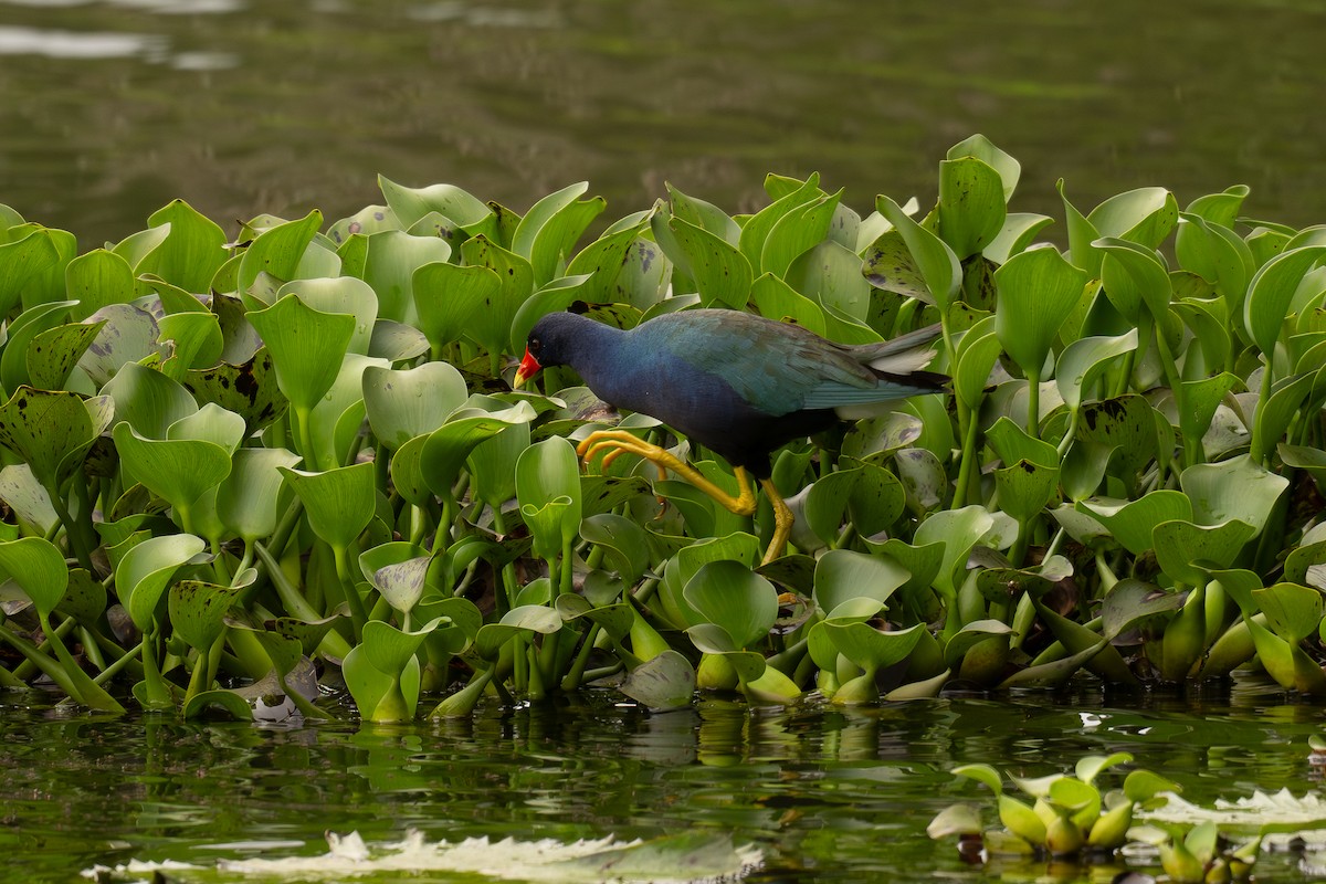 Uroilo urdin amerikarra - ML647020291