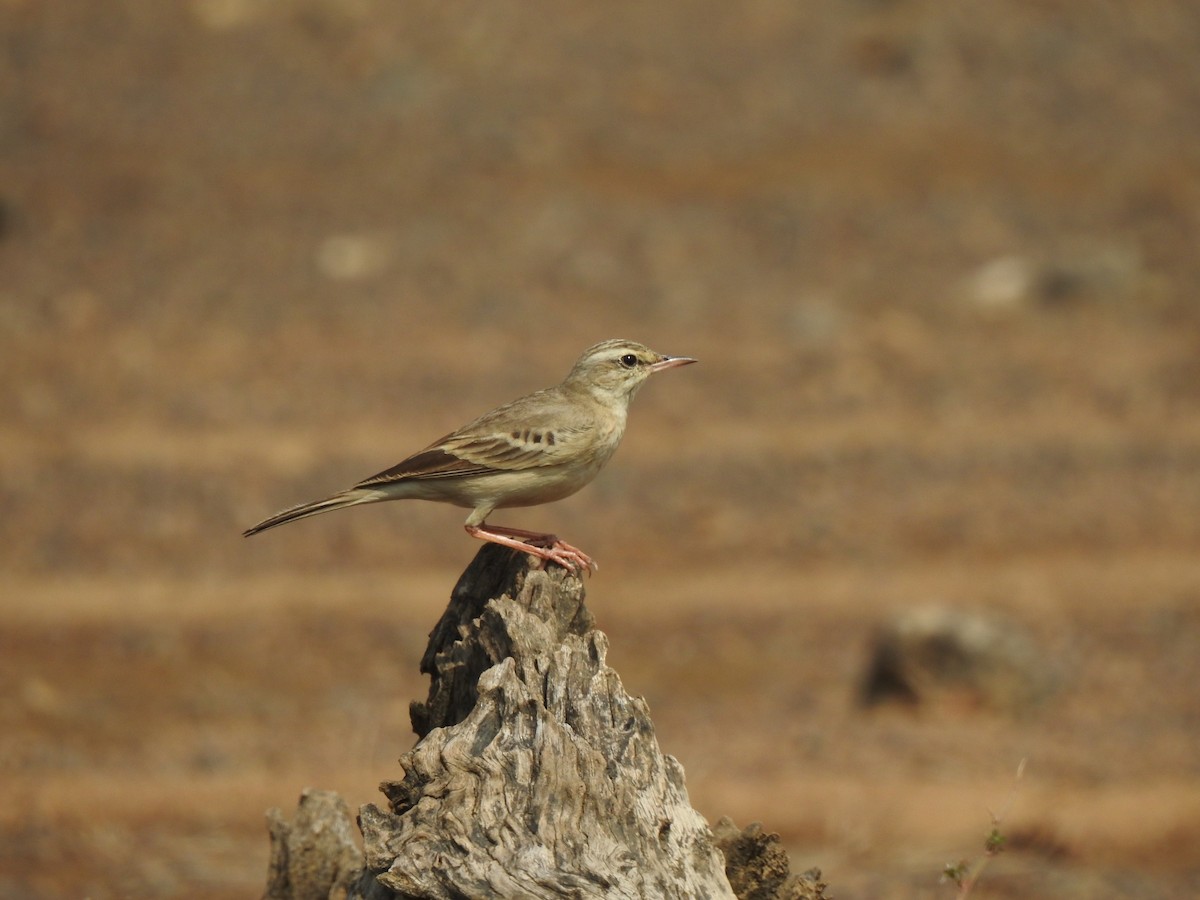 Tawny Pipit - ML647020298