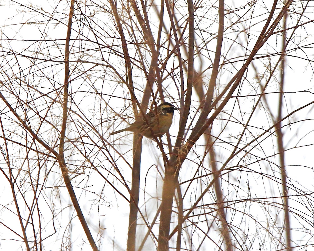 Black-throated Accentor - ML647020302
