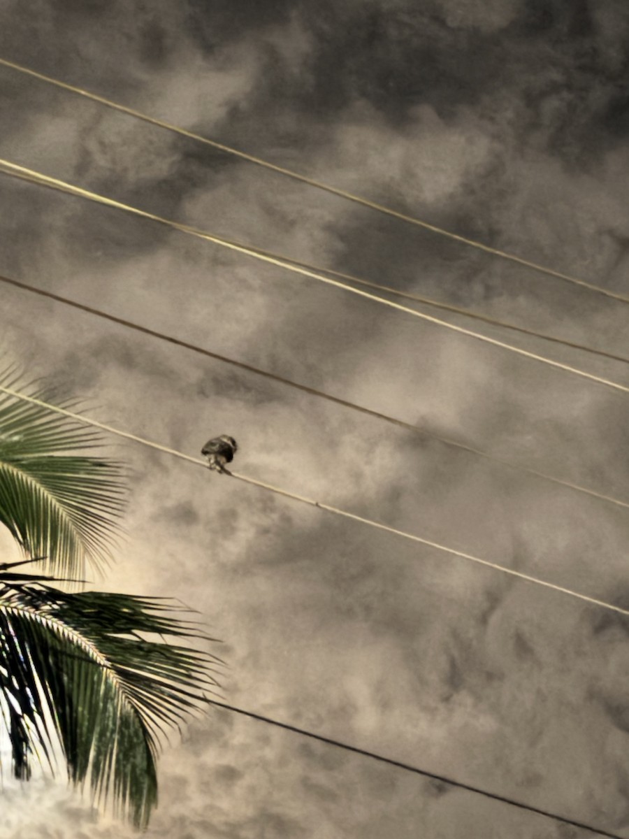 Spotted Owlet - ML647020303