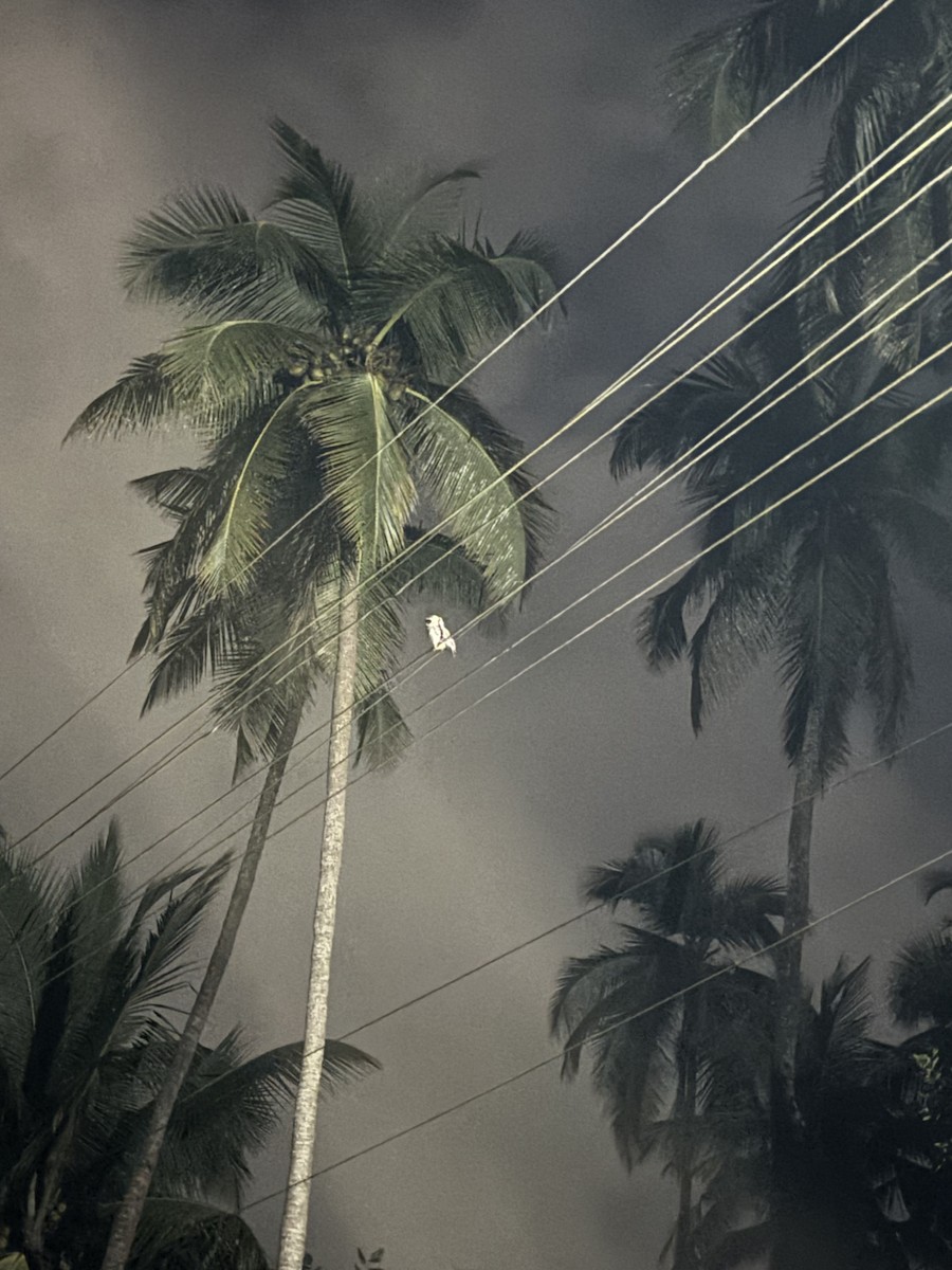 Spotted Owlet - ML647020304