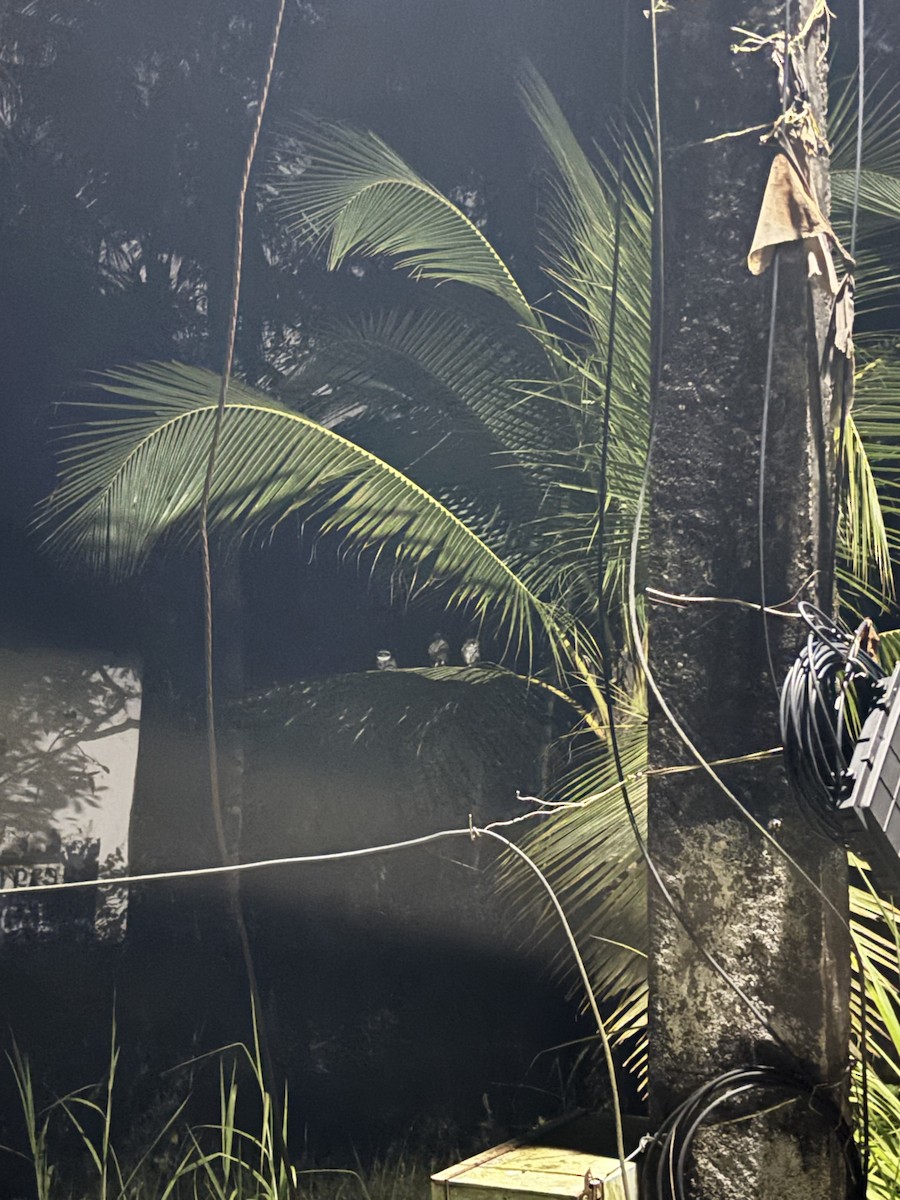 Spotted Owlet - ML647020305