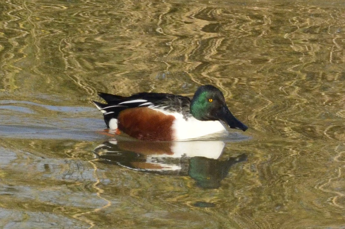 Northern Shoveler - ML647020308