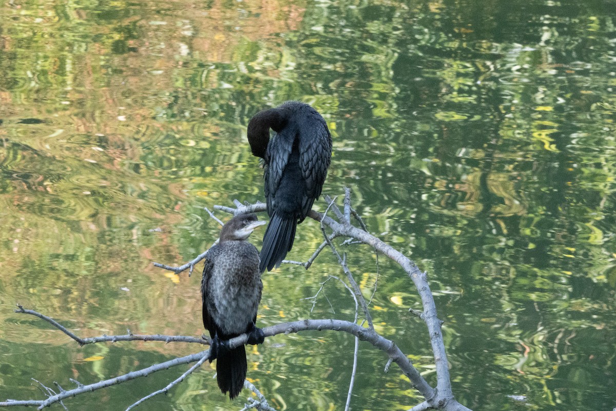 Cormorán Pigmeo - ML647020316