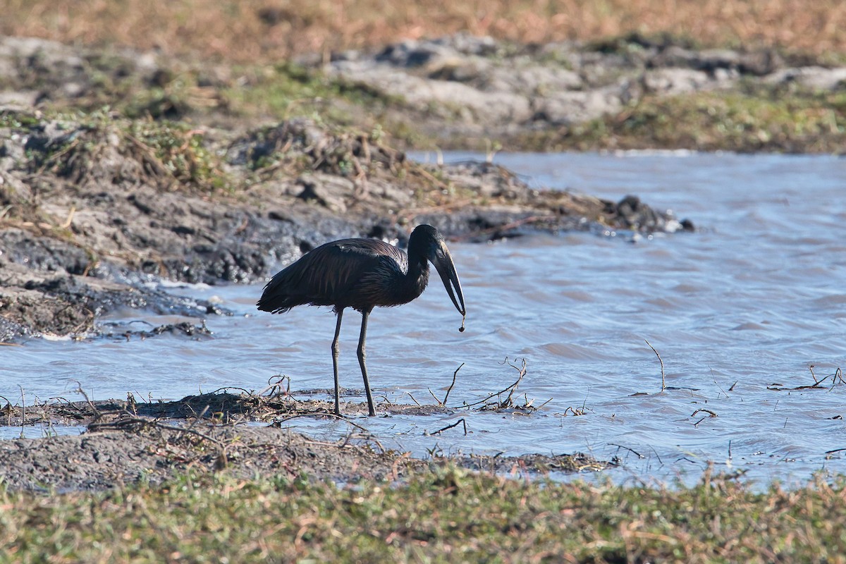 African Openbill - ML647020321
