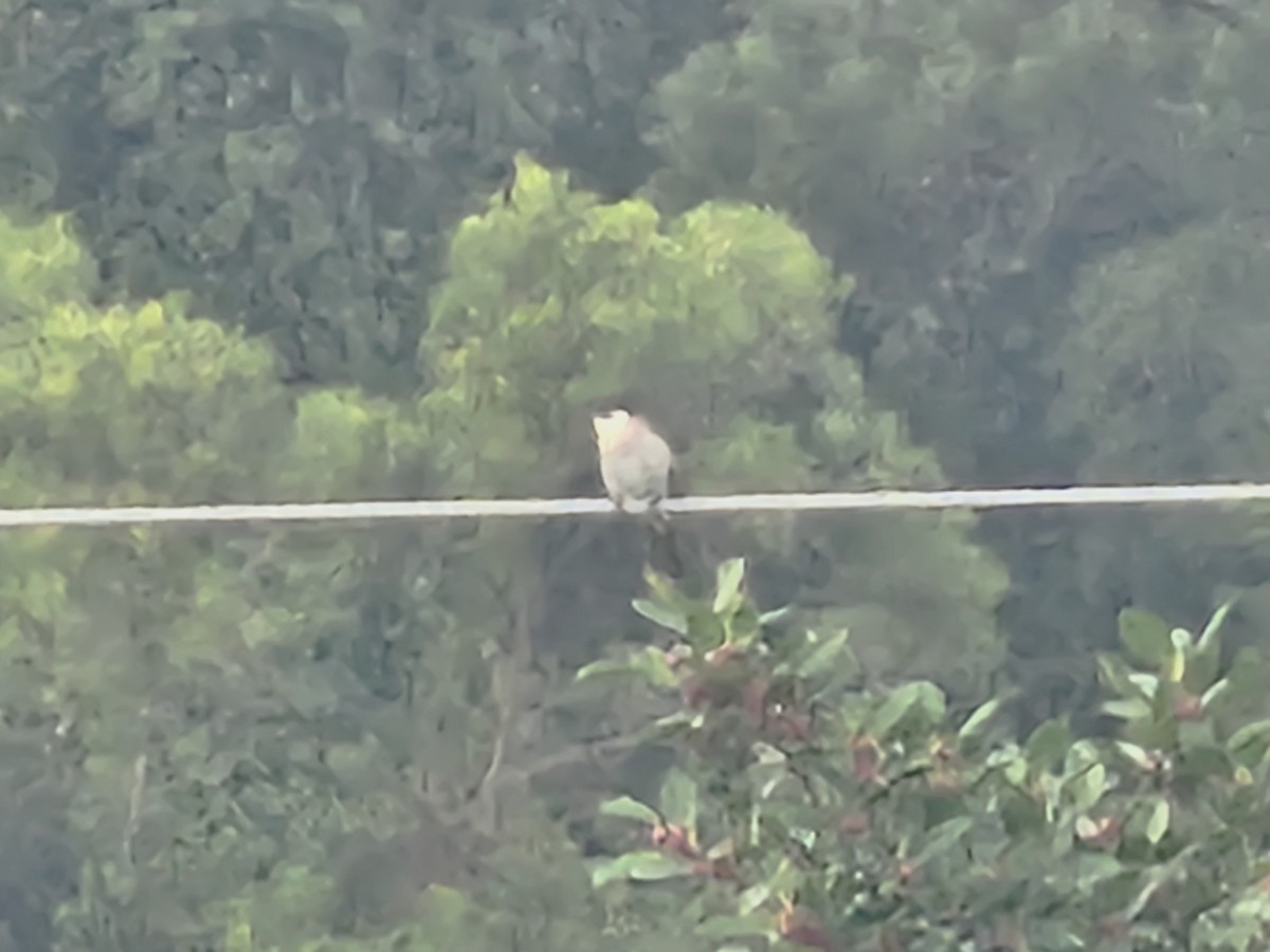 Styan's Bulbul - ML647020325