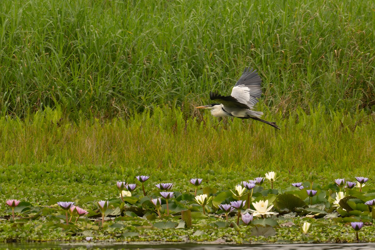 Cocoi Heron - ML647020326