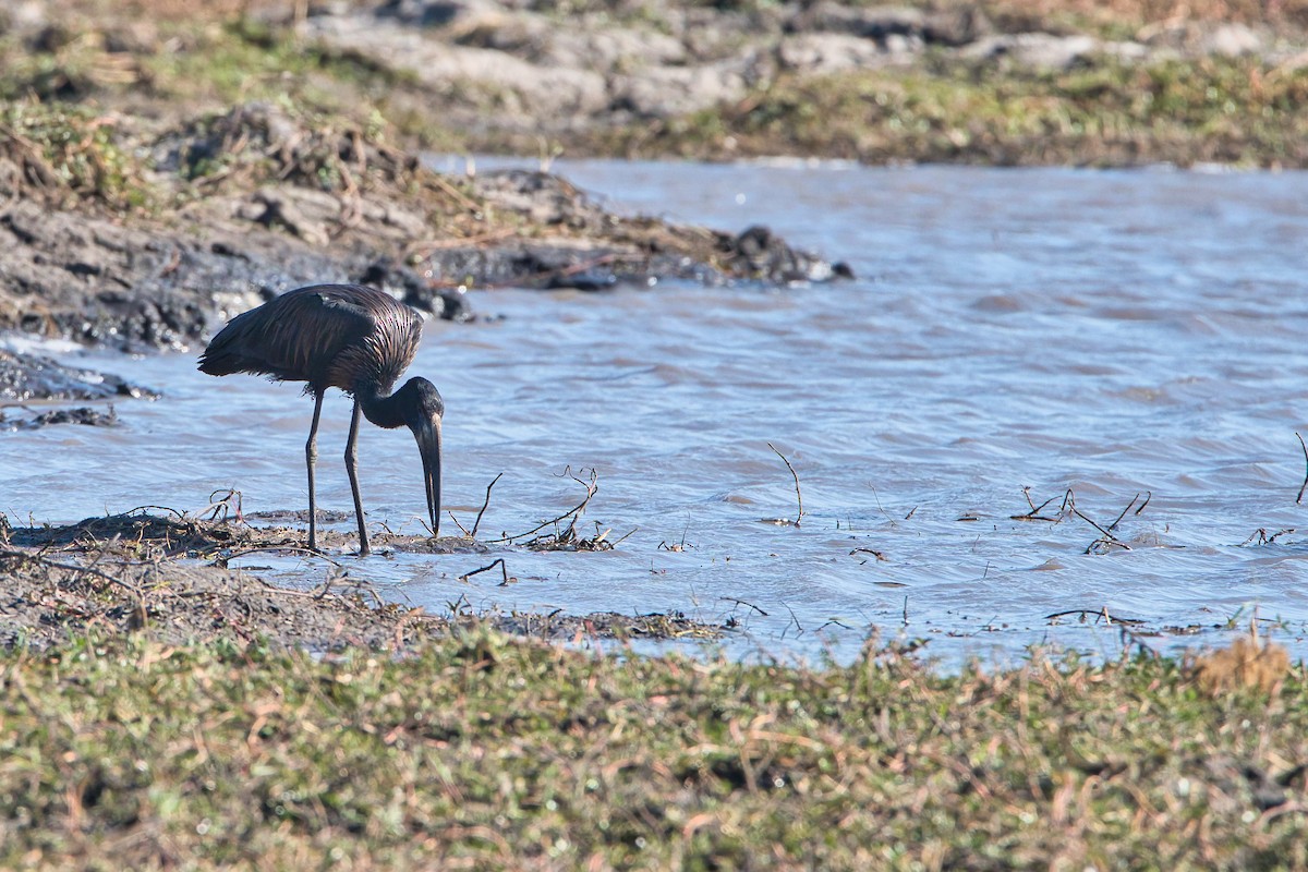 African Openbill - ML647020327