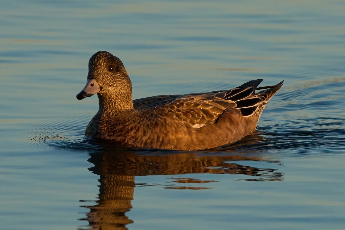 American Wigeon - ML647020328