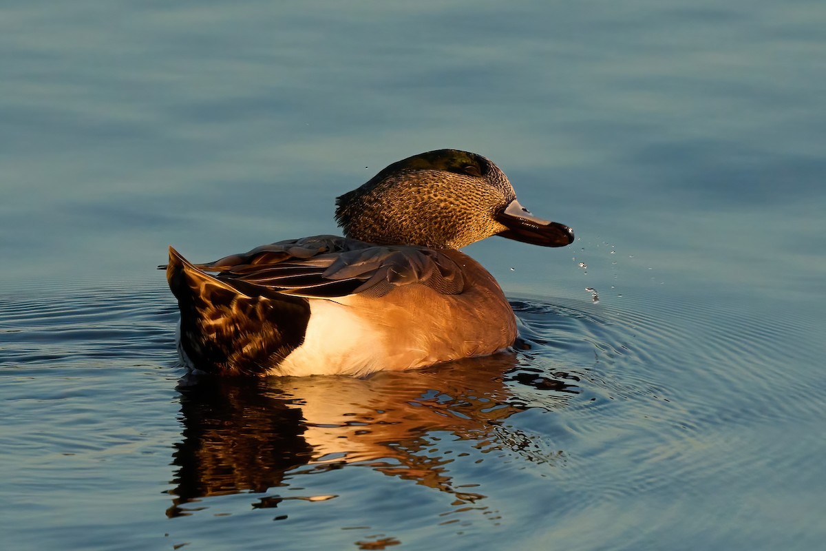 American Wigeon - ML647020329