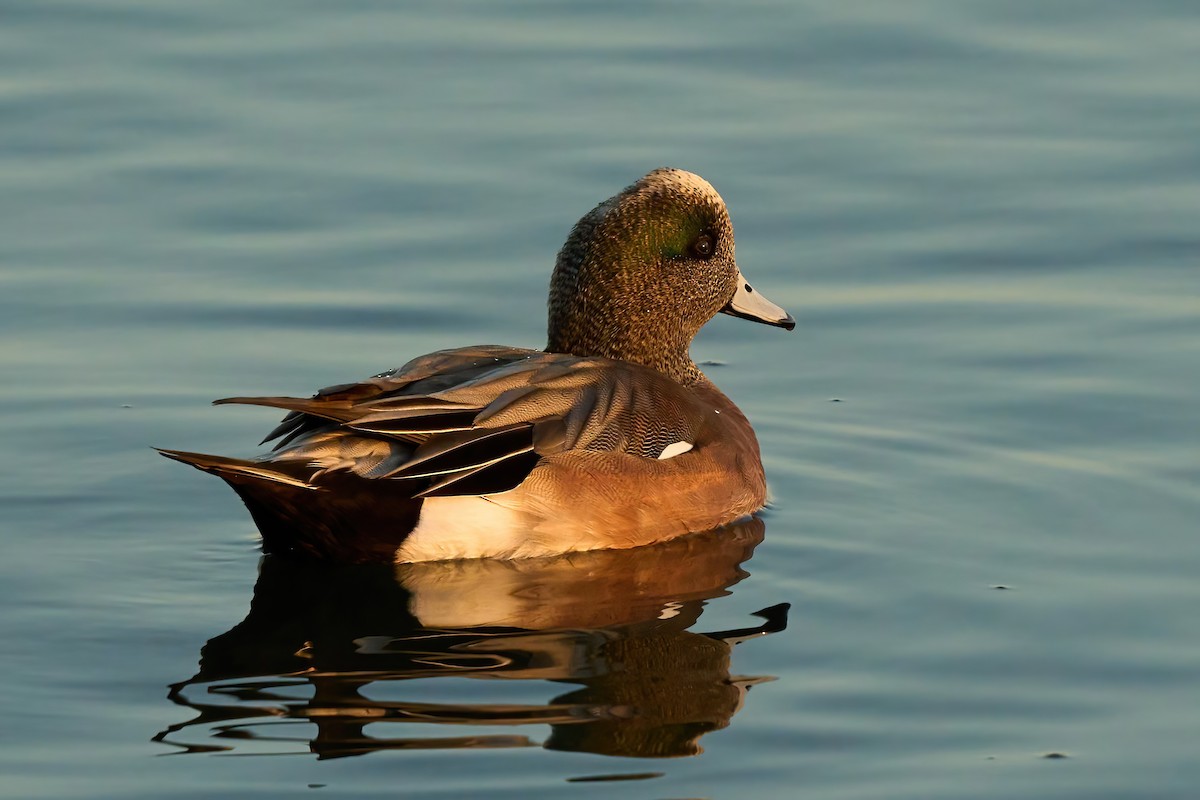 American Wigeon - ML647020330