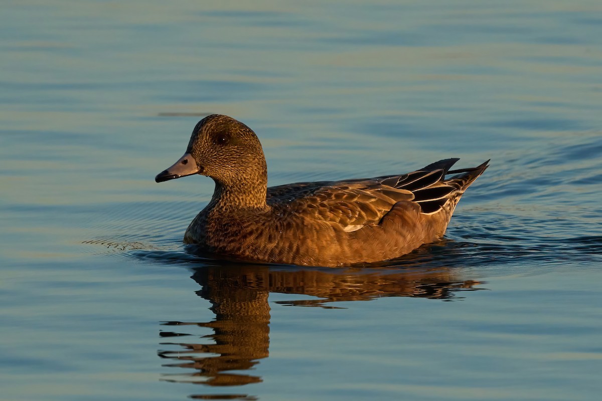 American Wigeon - ML647020331