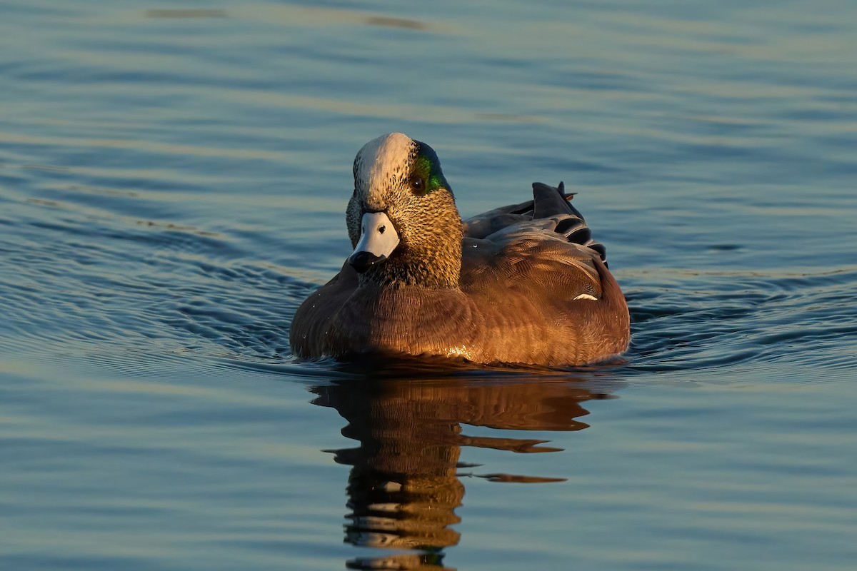 American Wigeon - ML647020332