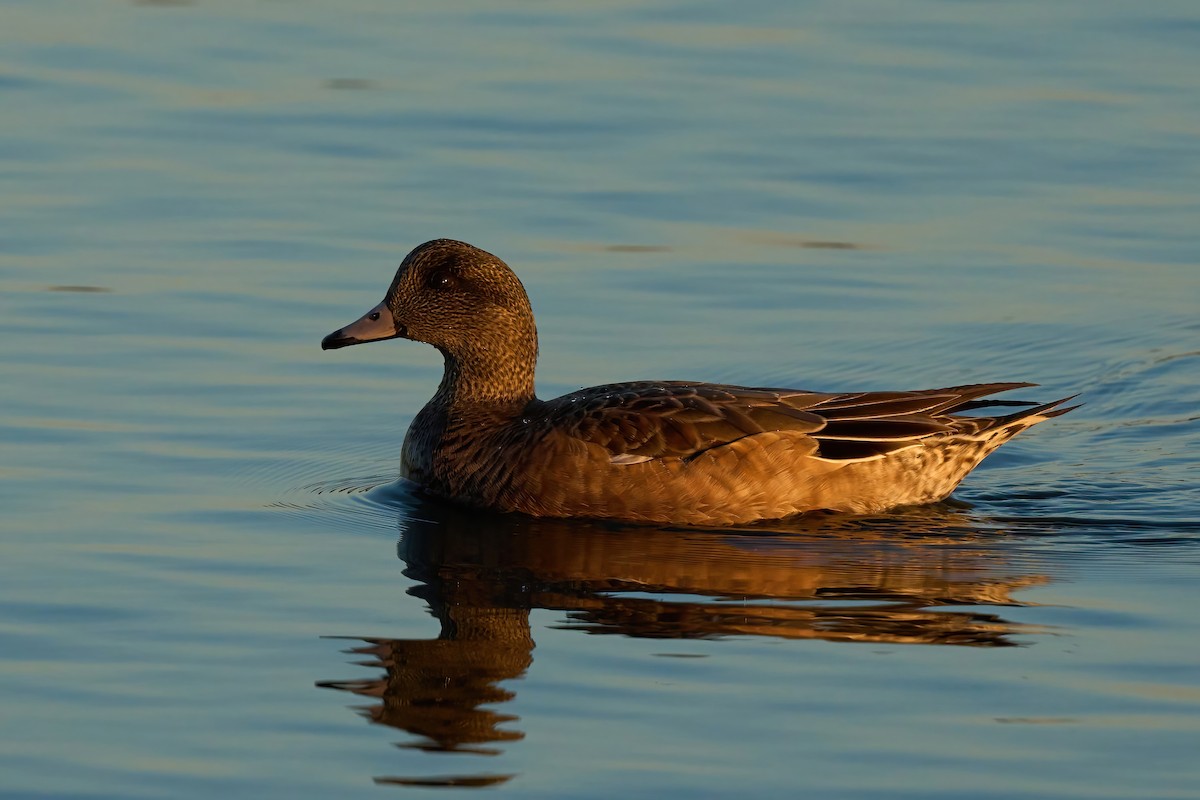 American Wigeon - ML647020334