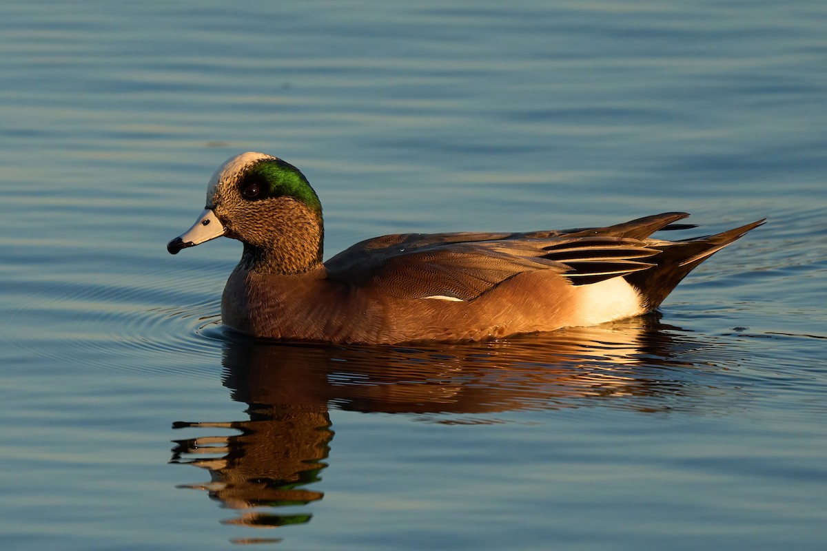 American Wigeon - ML647020335