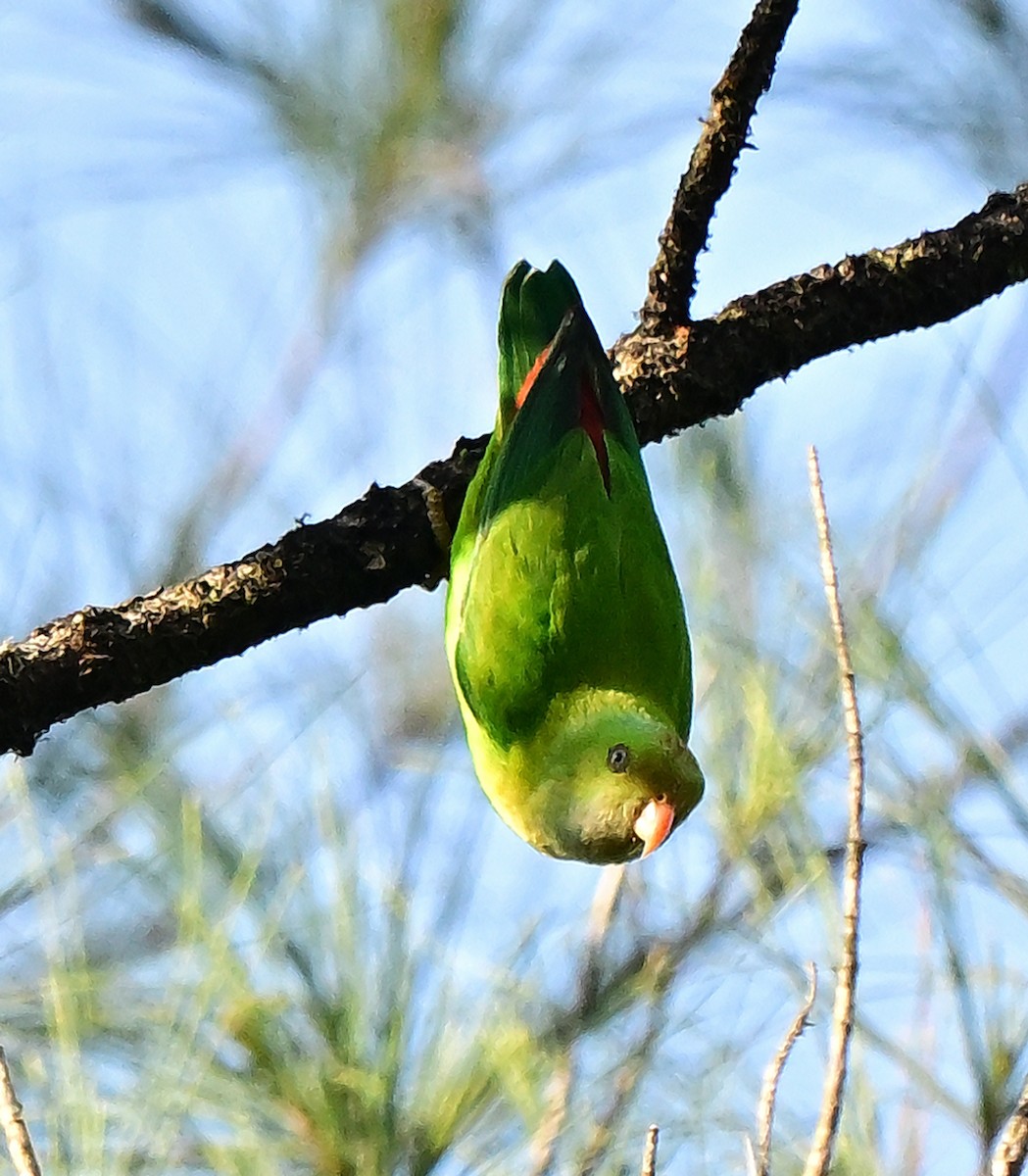 Vernal Hanging-Parrot - ML647020336