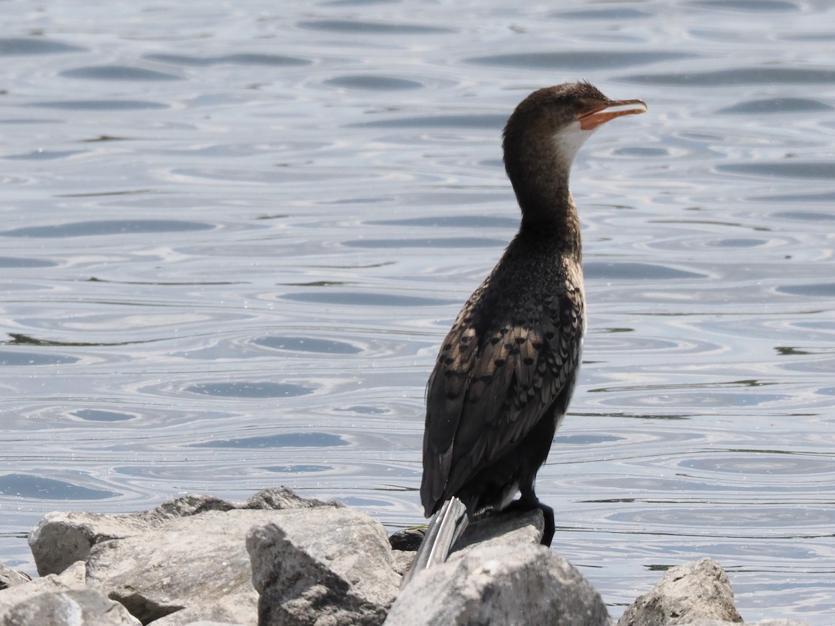 Reed Cormorant - ML647020337