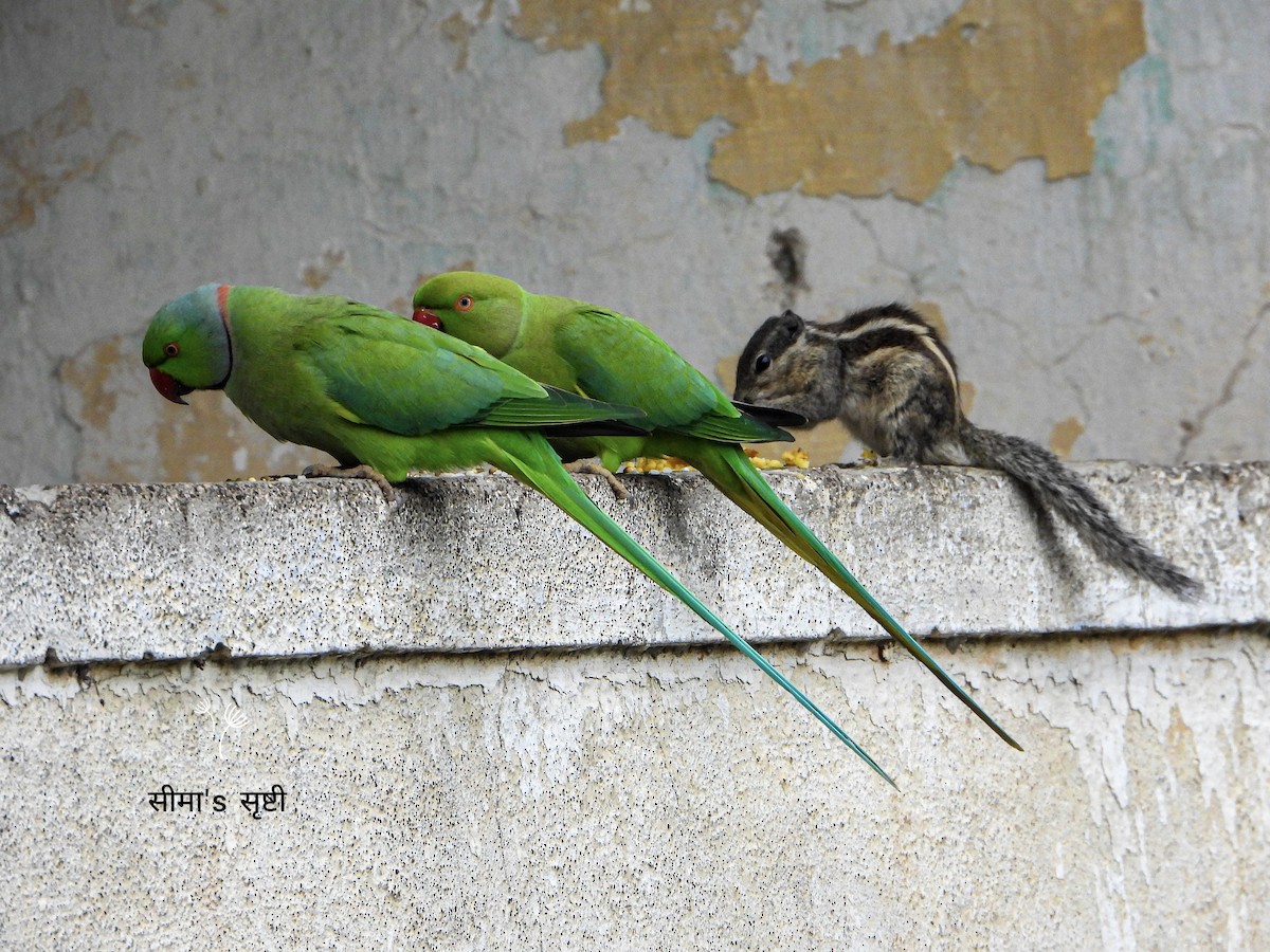 Rose-ringed Parakeet - ML647020338
