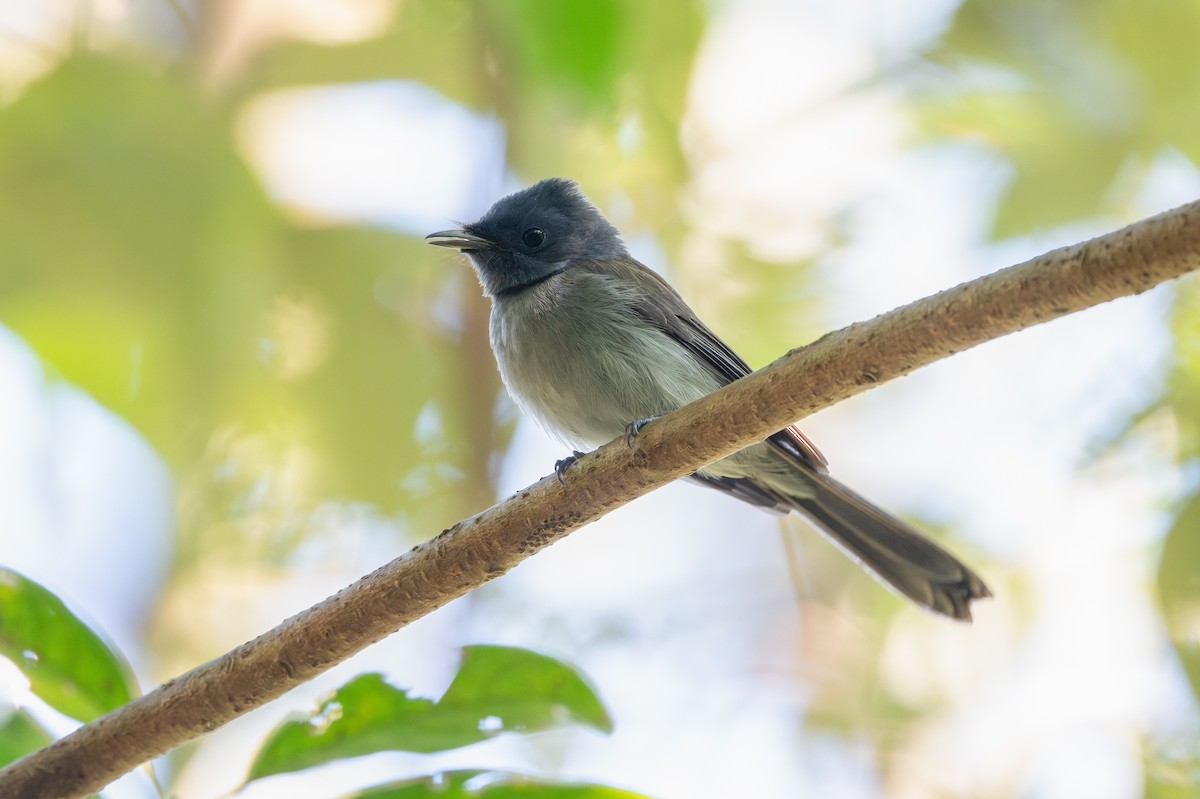 Black-naped Monarch - ML647020339