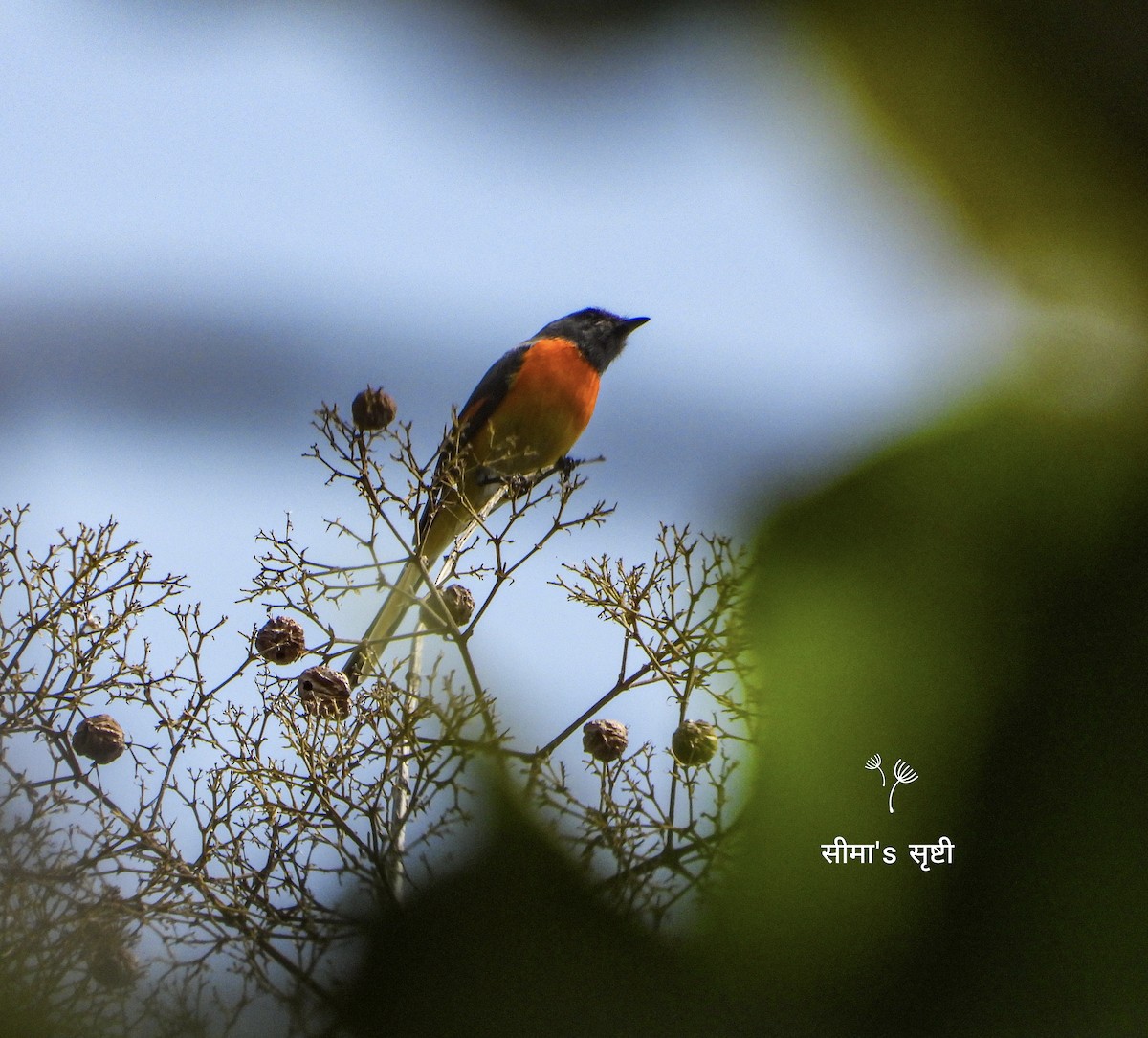 Small Minivet - ML647020342