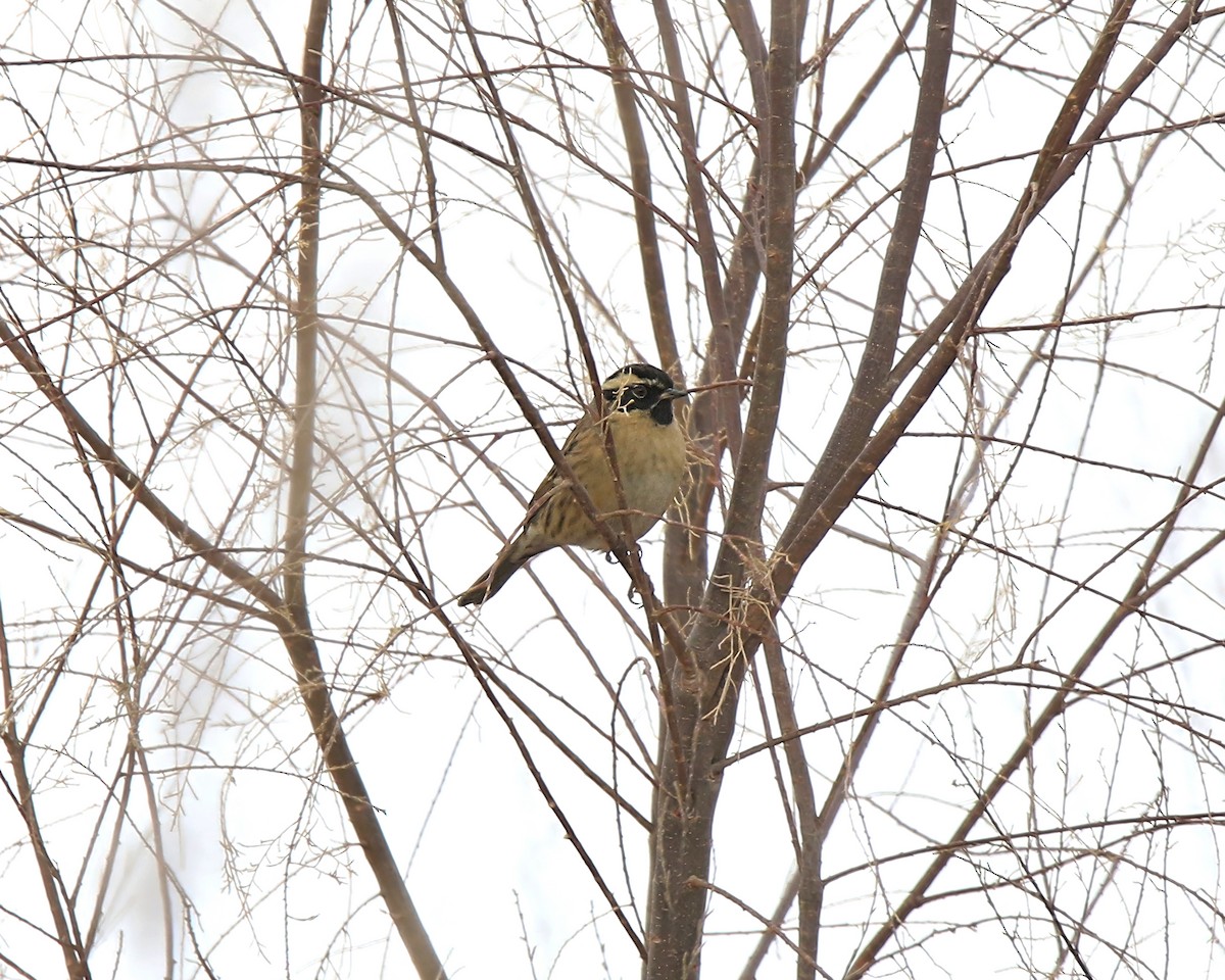Black-throated Accentor - ML647020345