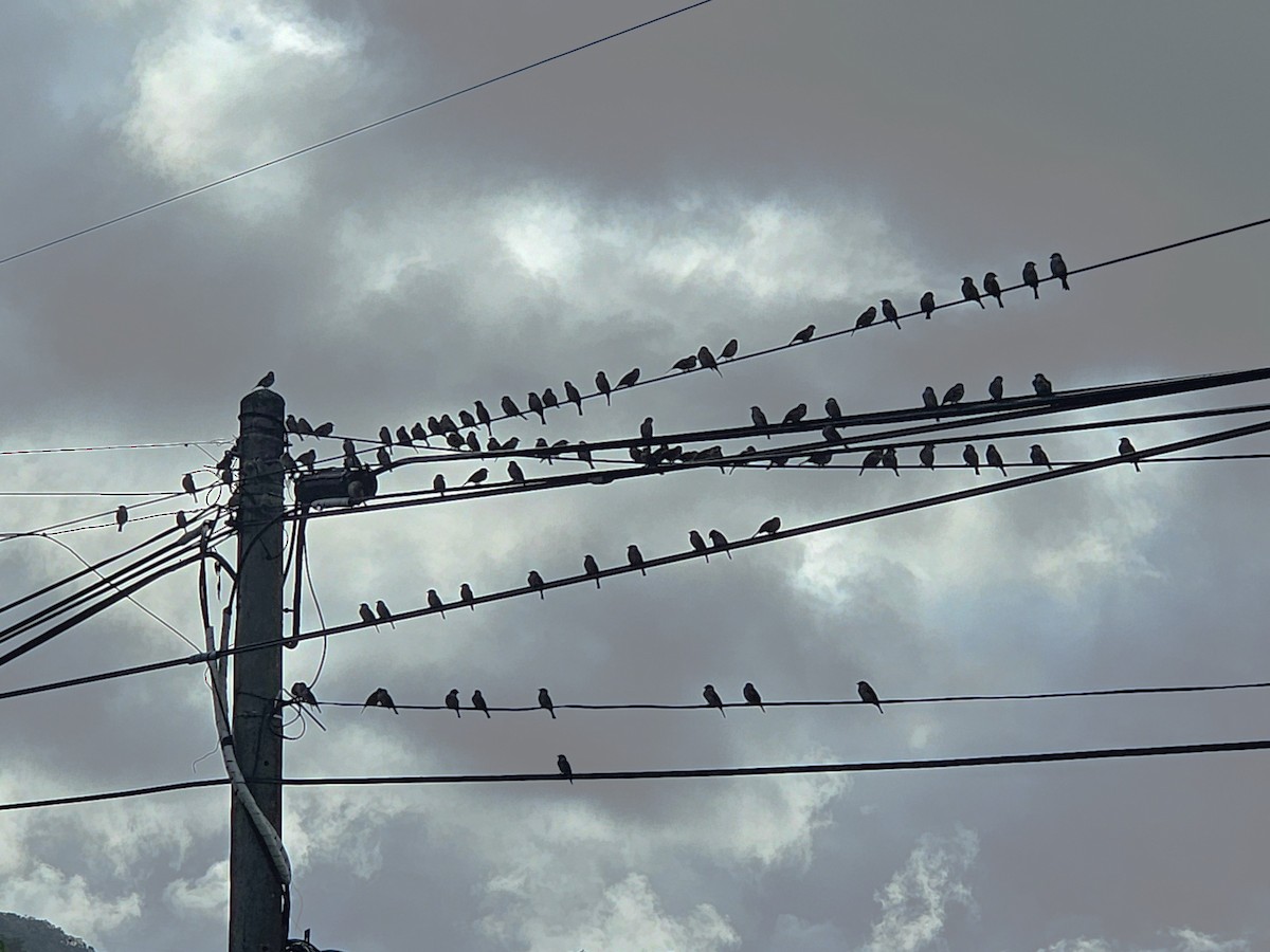 Eurasian Tree Sparrow - ML647020346