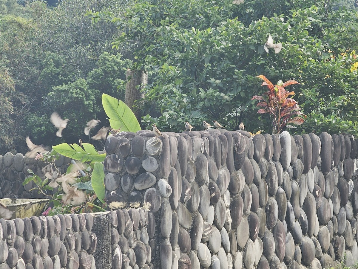 Eurasian Tree Sparrow - ML647020347