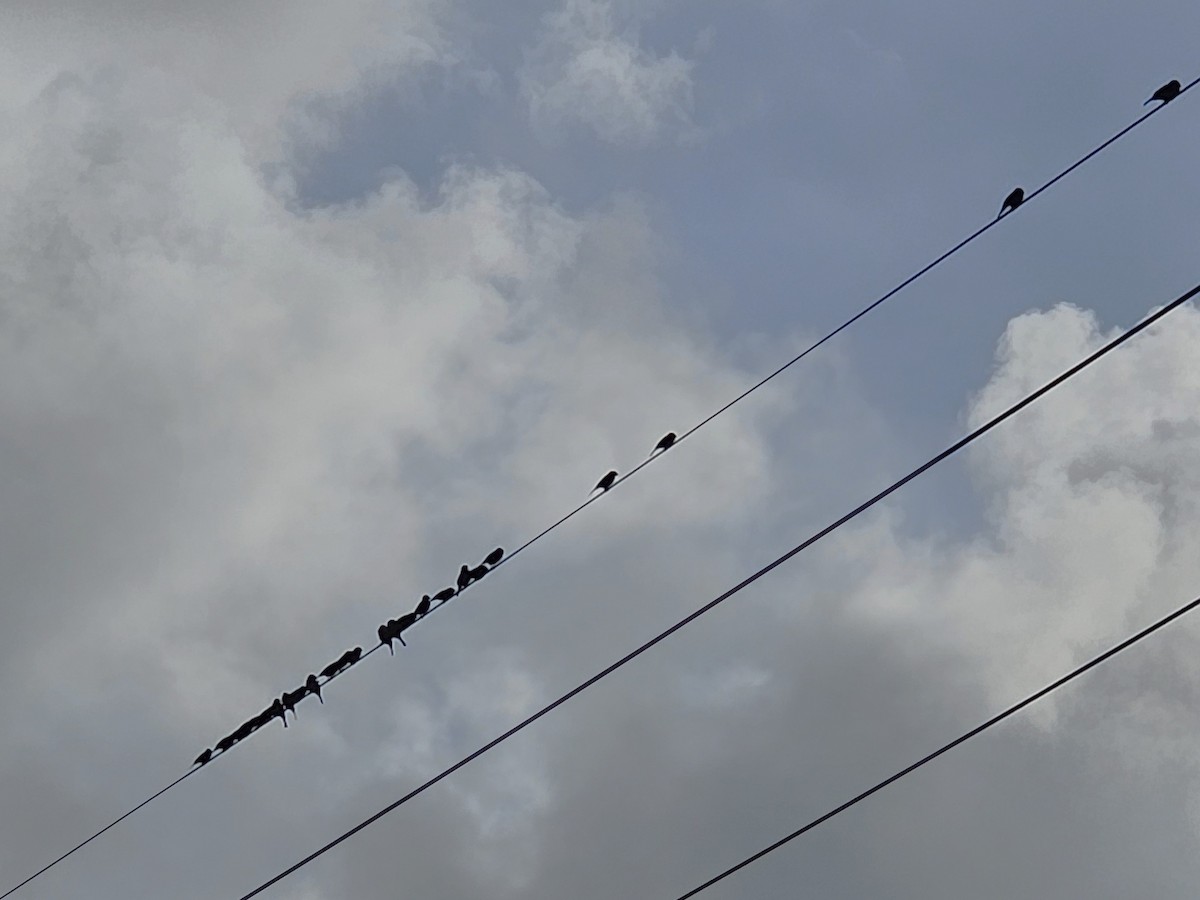 Eurasian Tree Sparrow - ML647020348