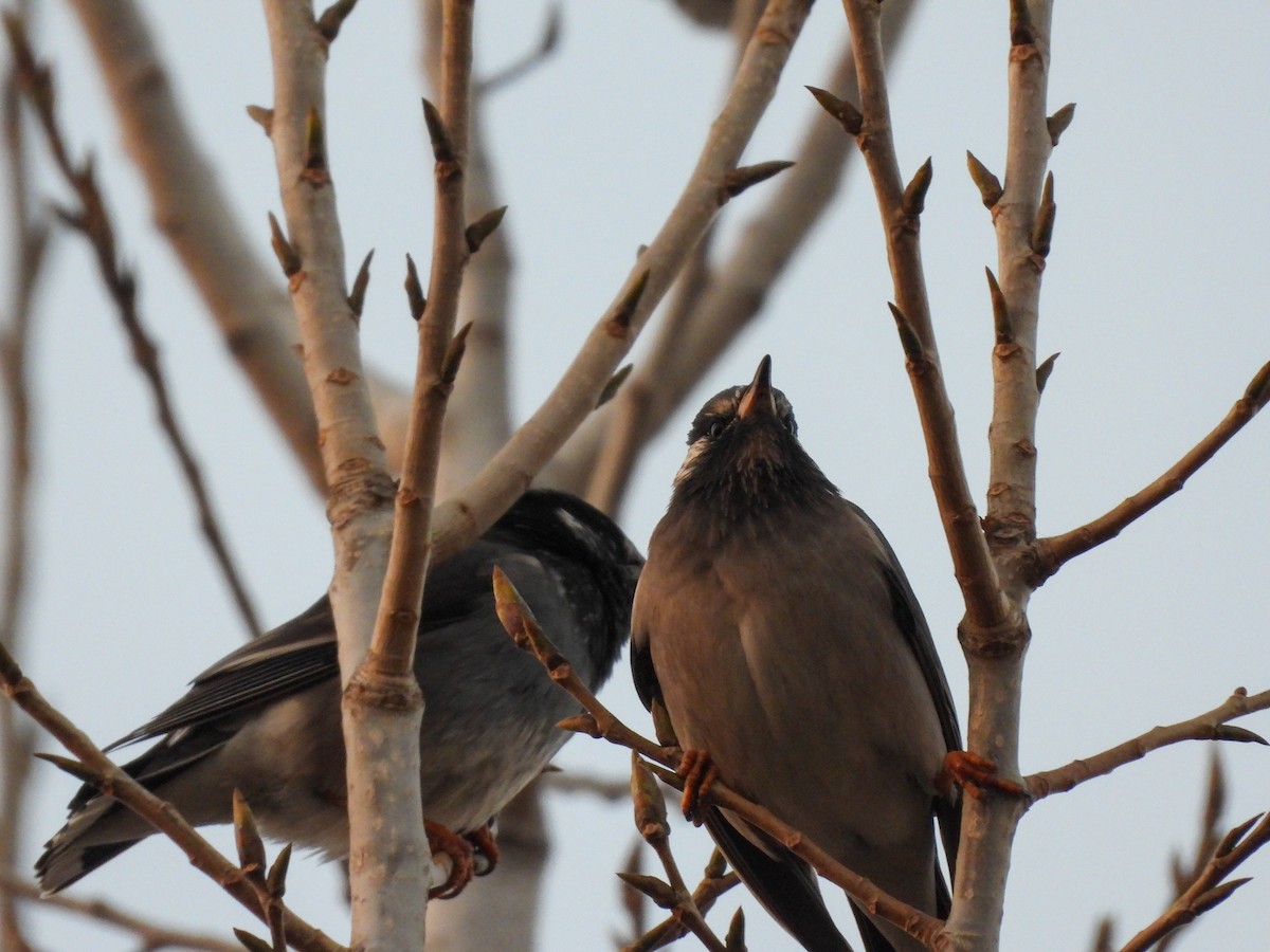 White-cheeked Starling - ML647020349