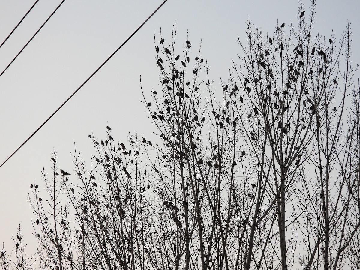 White-cheeked Starling - ML647020350
