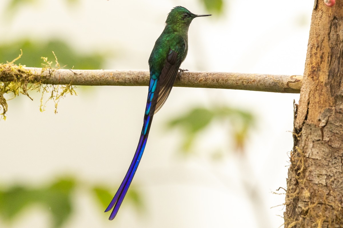 Long-tailed Sylph - ML647020353