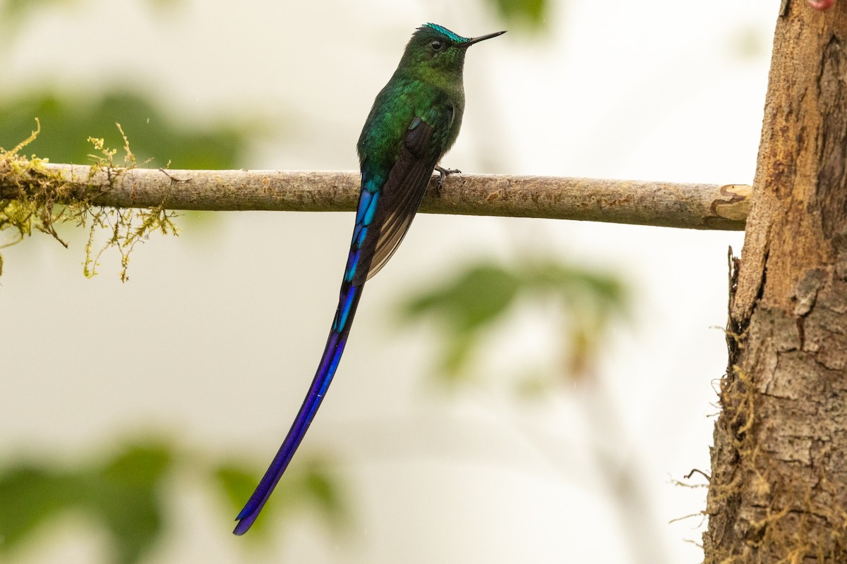Long-tailed Sylph - ML647020354