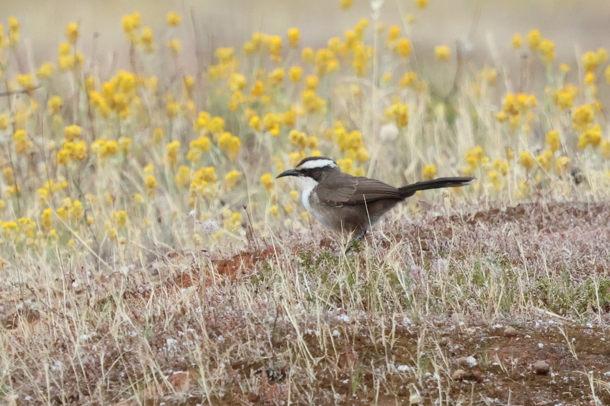 White-browed Babbler - ML647020355