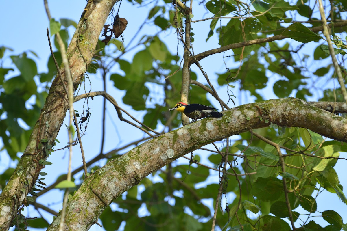 Yellow-fronted Woodpecker - ML647020356