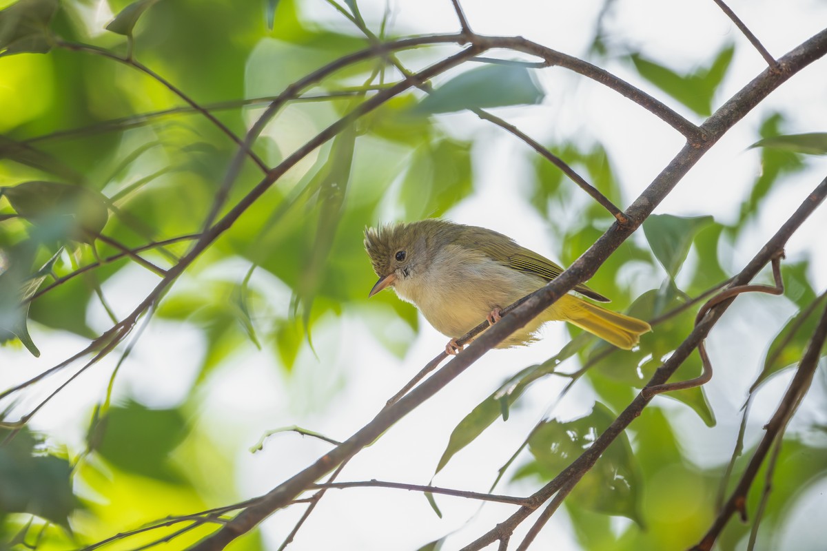 White-bellied Erpornis - ML647020357