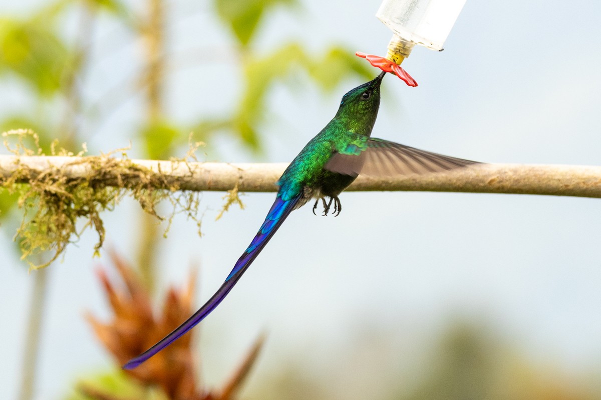 Long-tailed Sylph - ML647020358