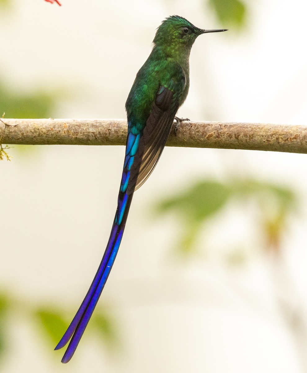 Long-tailed Sylph - ML647020359