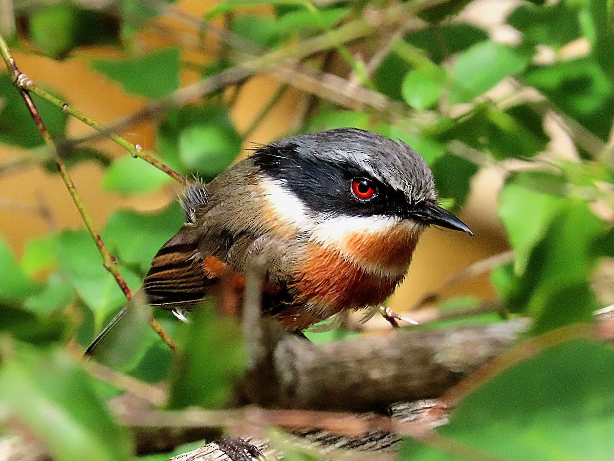 Cape Batis - ML647020366