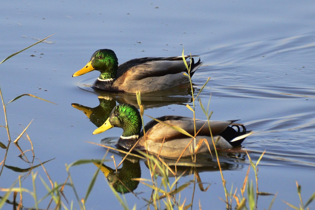 Mallard - ML647020373