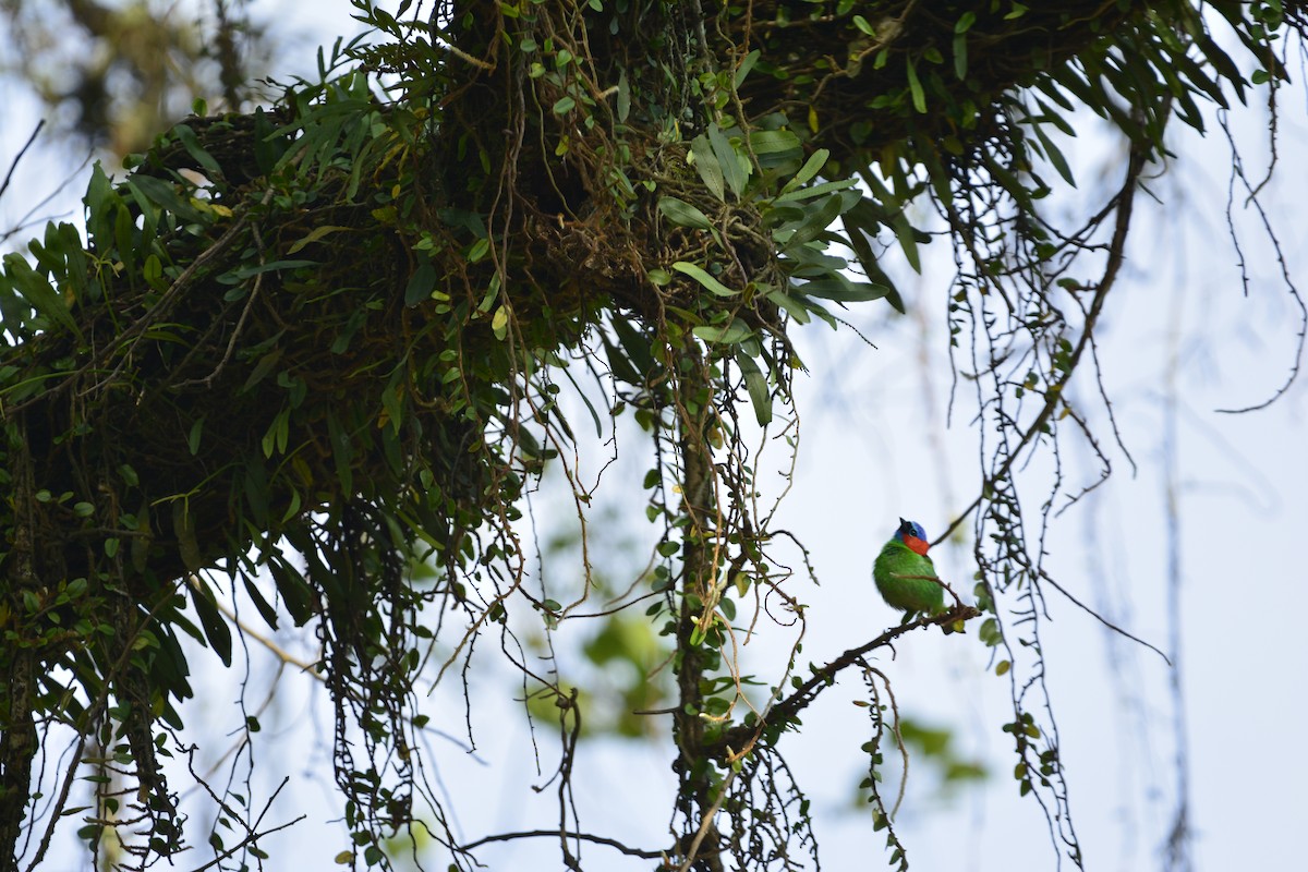 Red-necked Tanager - ML647020383